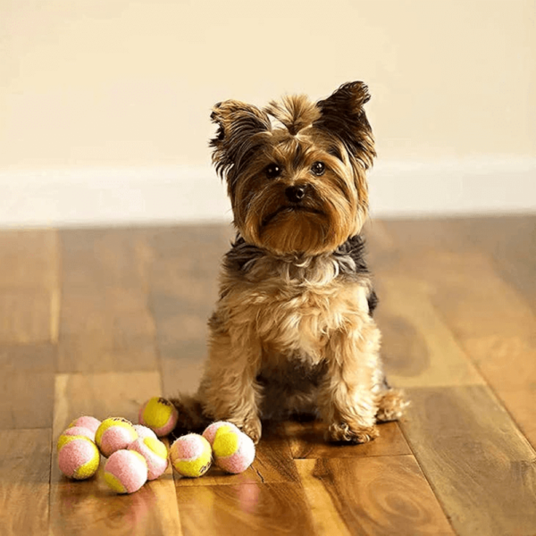 Mini Tennis Balls for Small Dogs - Pack of 12 - Image 5