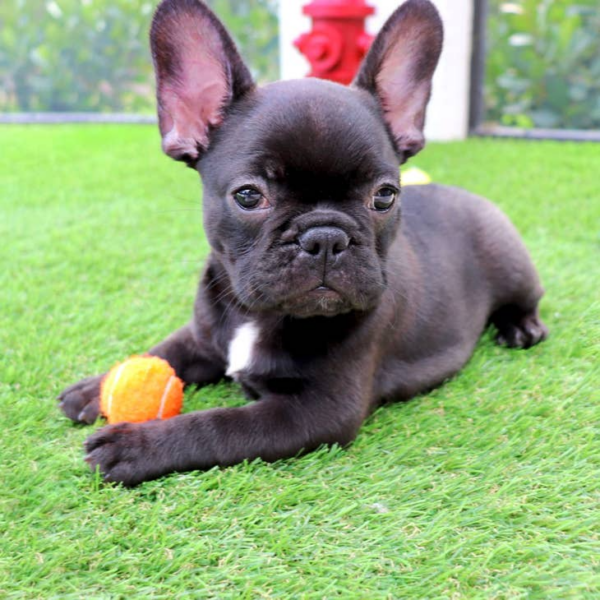 Mini Tennis Balls for Small Dogs - Pack of 12 - Image 8